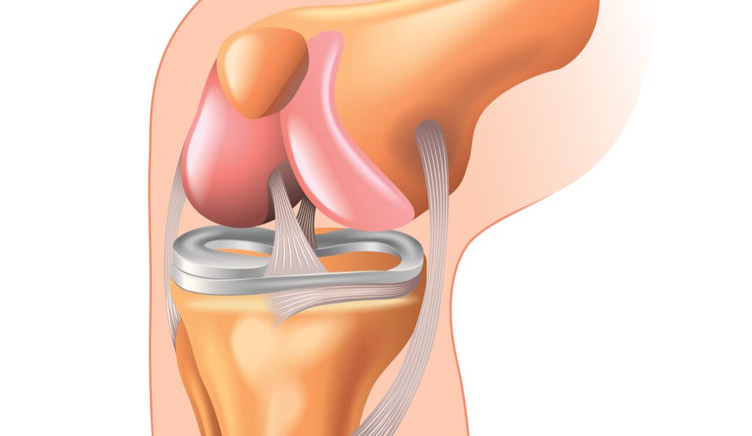 the structure of the knee joint